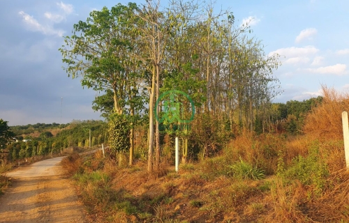 CẦN BÁN LÔ ĐẤT XÃ ĐÔNG THANH - LÂM HÀ 