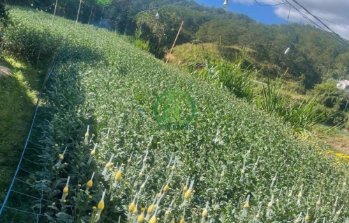 CẦN BÁN NHÀ ĐẤT ĐƯỜNG TRẦN THÁI TÔNG - P11 - ĐÀ LẠT