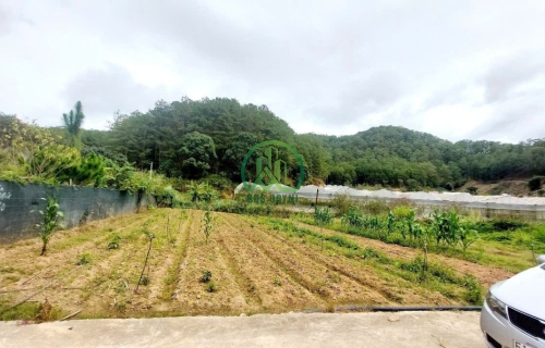 CẦN BÁN ĐẤT MIMOSA, PHƯỜNG 10, TP. ĐÀ LẠT