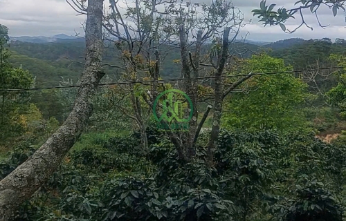 CẦN BÁN ĐẤT NÔNG NGHIỆP XÃ XUÂN TRƯỜNG - ĐÀ LẠT