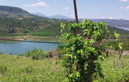 CẦN BÁN ĐẤT ĐANG TRỒNG CÀ PHÊ XÃ TÂN THANH, HUYỆN LÂM HÀ, LÂM ĐỒNG