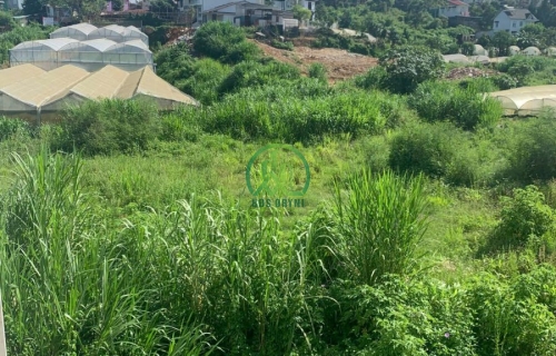 CẦN BÁN LÔ ĐẤT NÔNG NGHIỆP PHƯỜNG 8 - ĐÀ LẠT