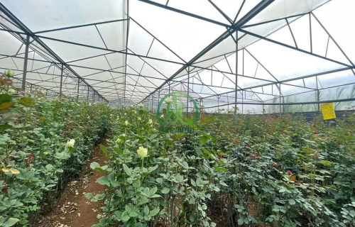 CẦN BÁN ĐẤT NÔNG NGHIỆP TẠI THỊ TRẤN LẠC DƯƠNG - LÂM ĐỒNG