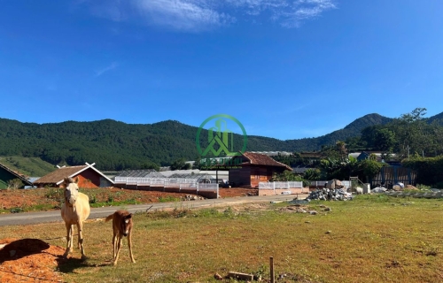 BÁN LÔ ĐẤT TRUNG TÂM LẠC DƯƠNG- ĐÀ LẠT VIEW SIÊU ĐẸP GIÁ 2 TỶ 350TR 