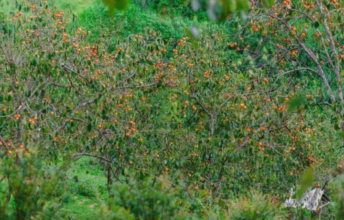 CẦN BÁN ĐẤT XÃ TRẠM HÀNH - ĐÀ LAT - LÂM ĐỒNG