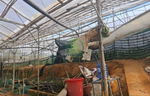 CẦN BÁN ĐẤT NÔNG NGHIỆP CÓ THỂ CHUYỂN XD TÔ HIỆU- P8- ĐÀ LẠT