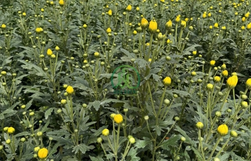 CẦN BÁN LÔ ĐẤT ĐƯỜNG NGUYÊN TỬ LỰC - P8 - ĐÀ LẠT