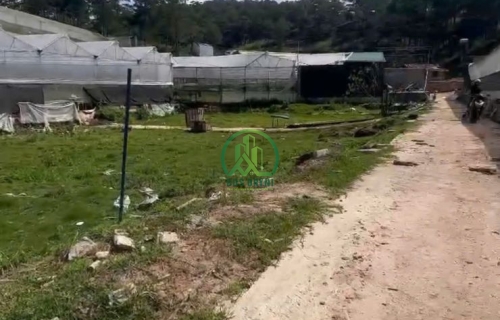 CẦN TIỀN BÁN GẤP LÔ ĐẤT NÔNG NGHIỆP - P7 - ĐÀ LẠT