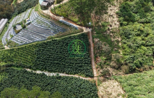 🌿 BÁN LÔ ĐẤT ĐẸP GIÁ TỐT TẠI XUÂN THỌ - P. XUÂN TRƯỜNG - ĐÀ LẠT 🌿