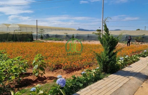 🏡 CẦN THANH LÝ GẤP 2 LÔ ĐẤT LIỀN KỀ GIÁ SIÊU TỐT MẶT TIỀN ĐƯỜNG ĐH 11, KA ĐÔ - ĐƠN DƯƠNG